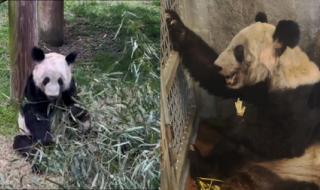 丫丫抓起竹子就开啃 丫丫抓起竹子就开啃